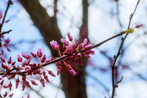 Branch of a redbud tree